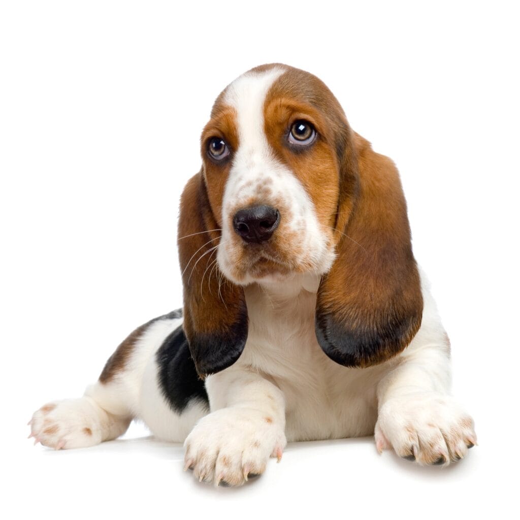 Basset Hound Puppy - Hush Puppies