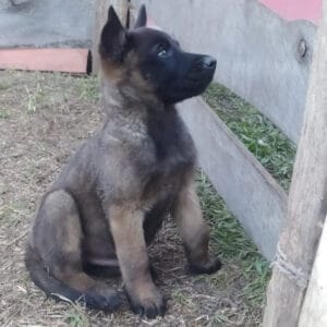 Pastor Belga Malinois Cachorro