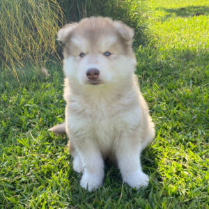 Siberian Husky Wooly Cachorro