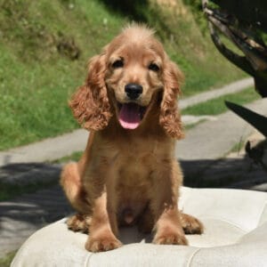 Cocker Spaniel Cachorro