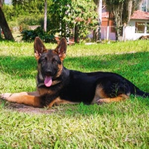 Pastor Alemán Cachorro