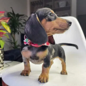 Teckel Dachshund Cachorro en Venta