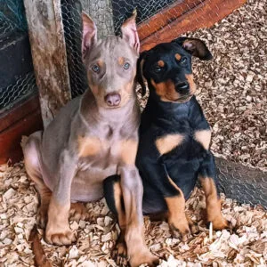 Dóberman Cachorro en Venta