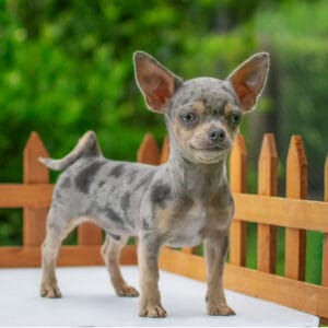 Chihuahua Cachorro en Venta