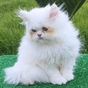 Gato Persa Cachorro en Venta