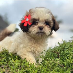 Shih Tzu Cachorro
