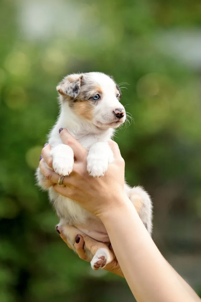 Cute border collie puppy at owners hands. Dog litter. Dog kennel. Puppy in hand